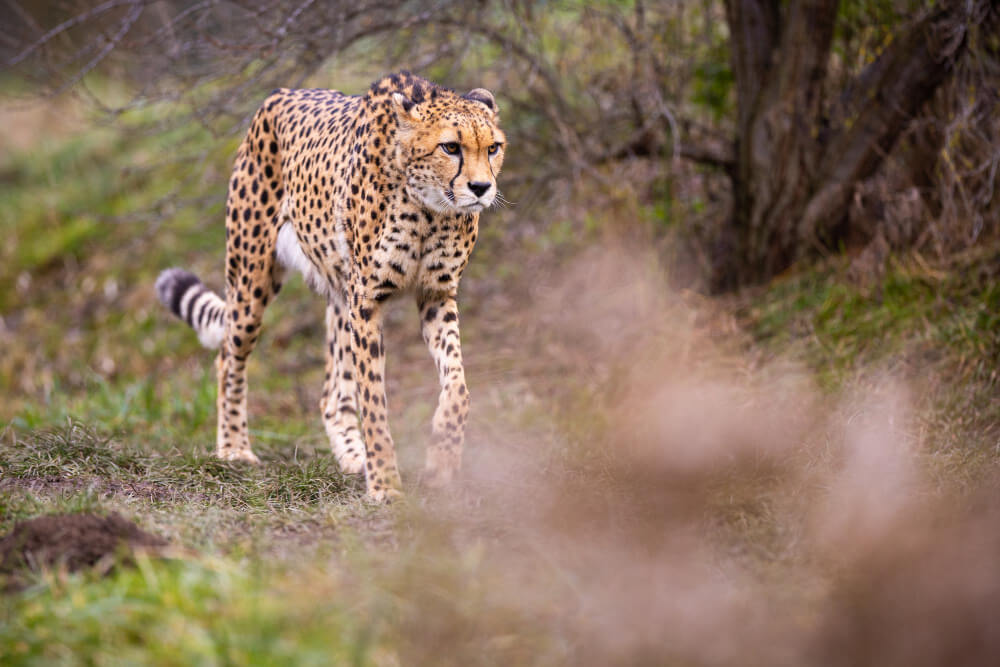 Kidepo Valley National Park