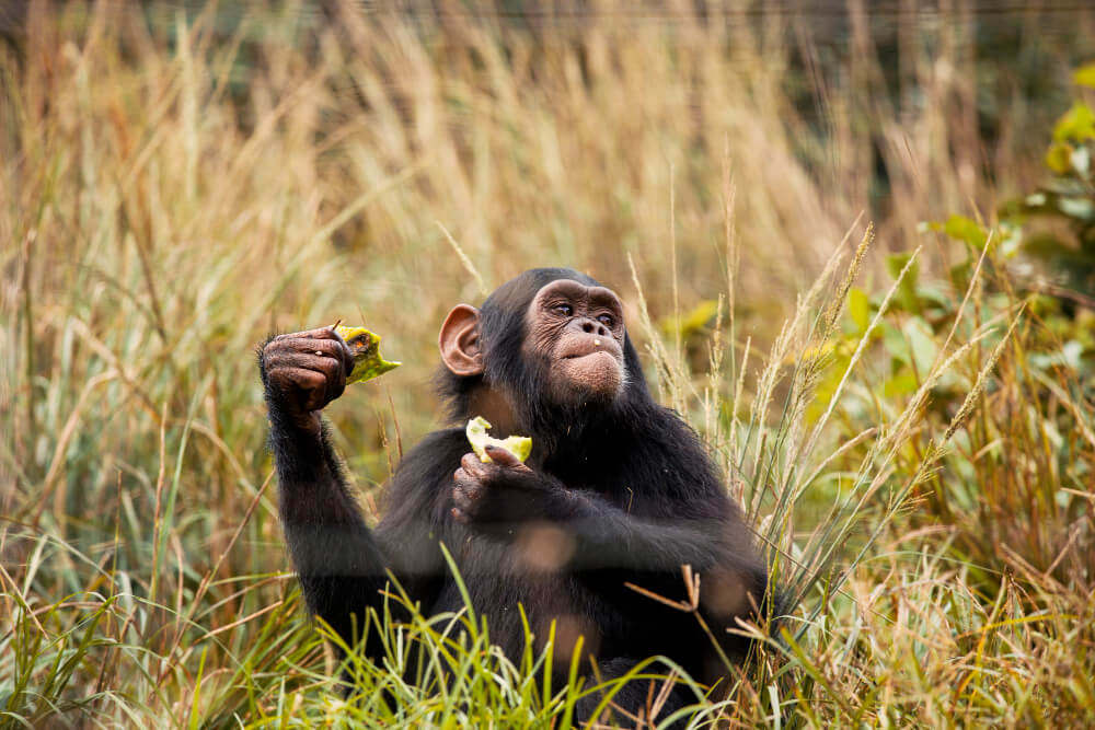 2 Days Bwindi Gorilla Trek