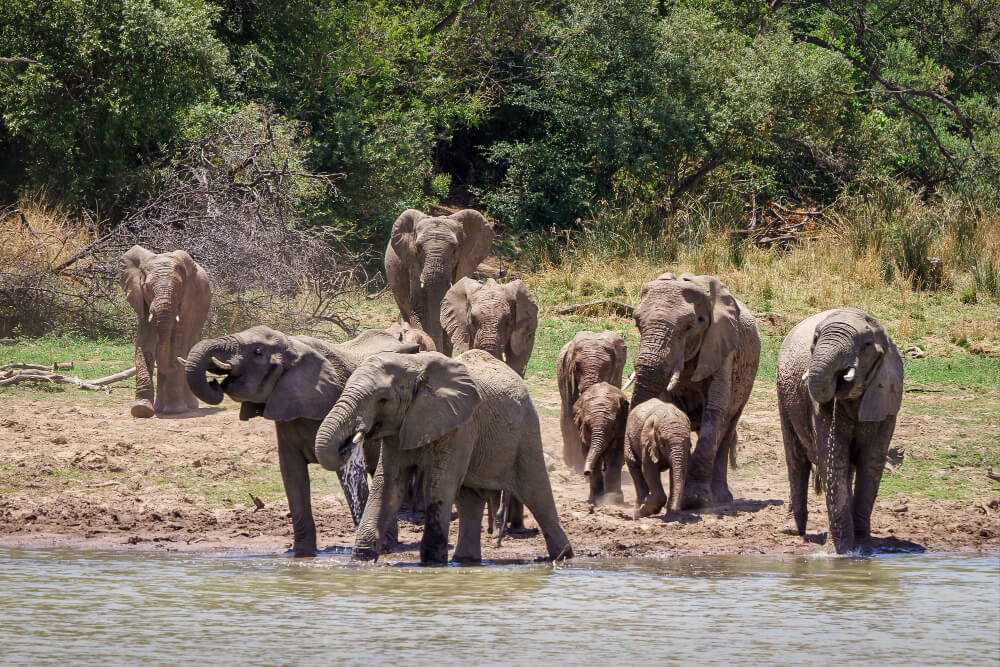 4 Days Safari Murchison Falls