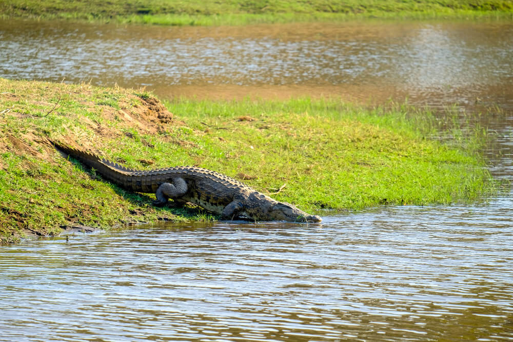 3 Days Tour Murchison Falls