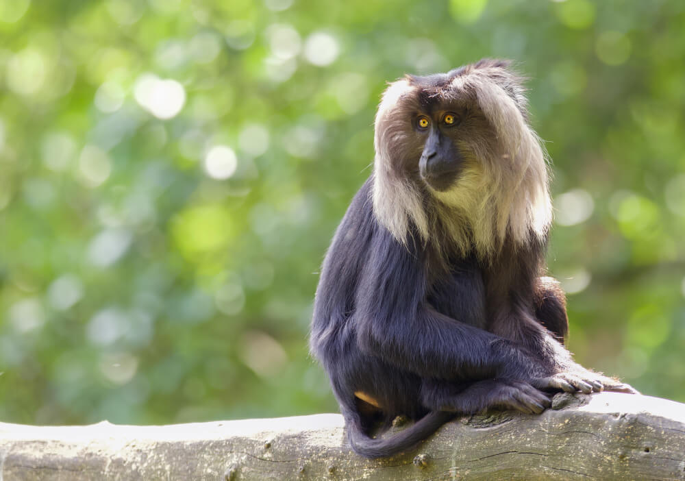 6 Days in Murchison Falls and Budongo Chimpanzees
