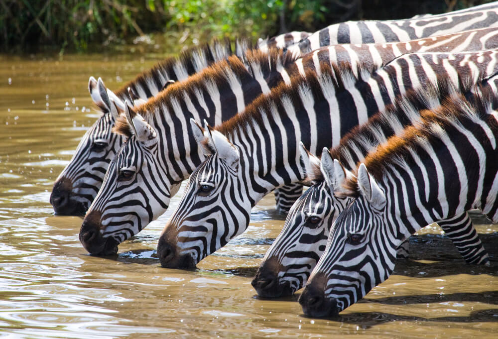 Lake Mburo National Park
