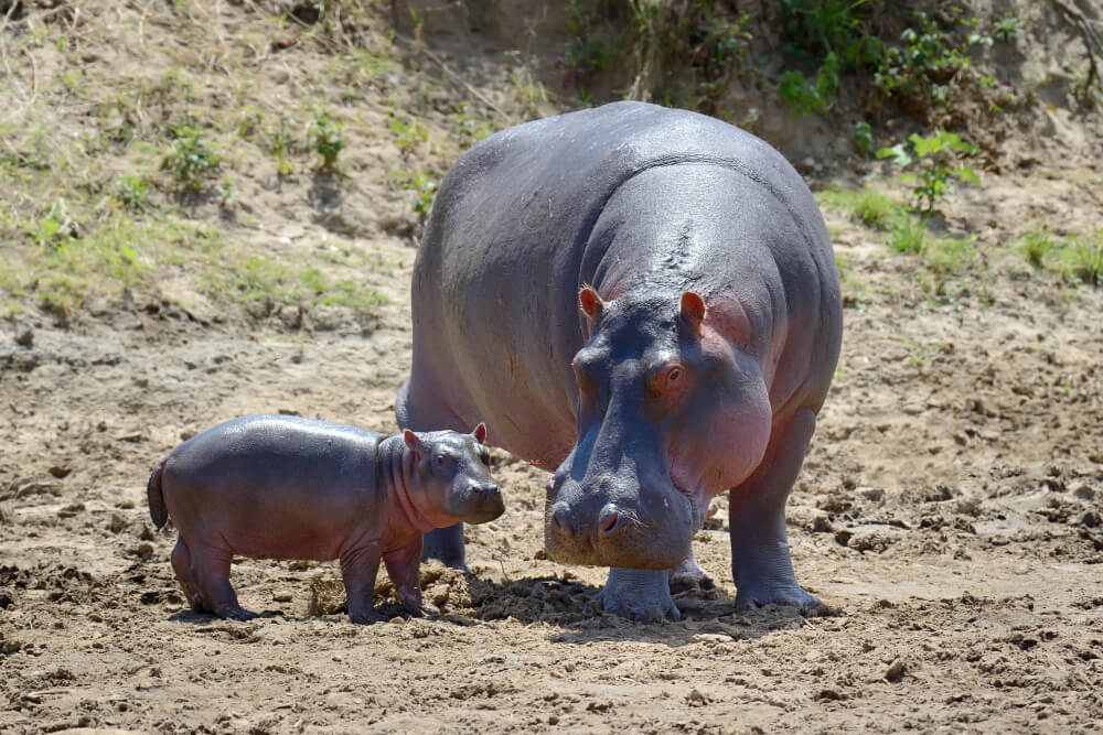 2 Days Queen Elizabeth Safari