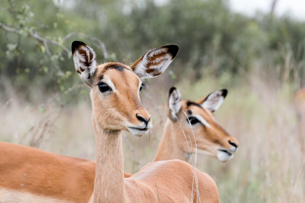 2 Days Murchison Falls Safari