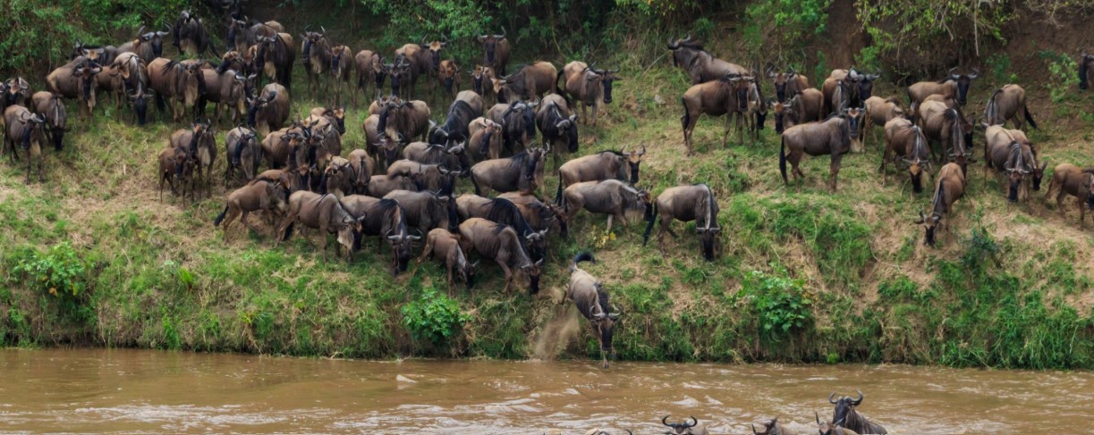 A breathtaking safari in Serengeti paired with a thrilling gorilla trek in Bwindi Impenetrable National Park