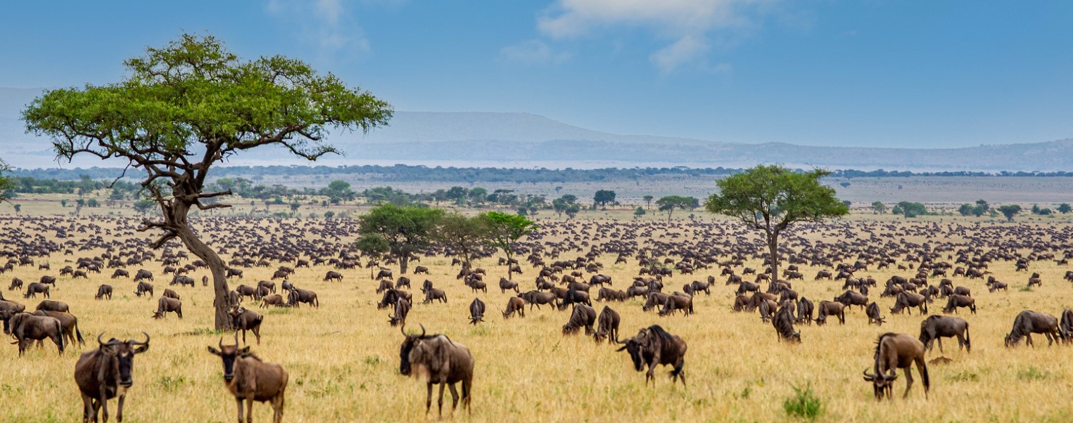 Maasai Mara plains.