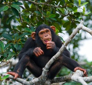 Chimpanzee Trekking Adventure