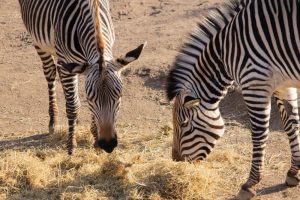 Photographing the Best of Serengeti Wildlife