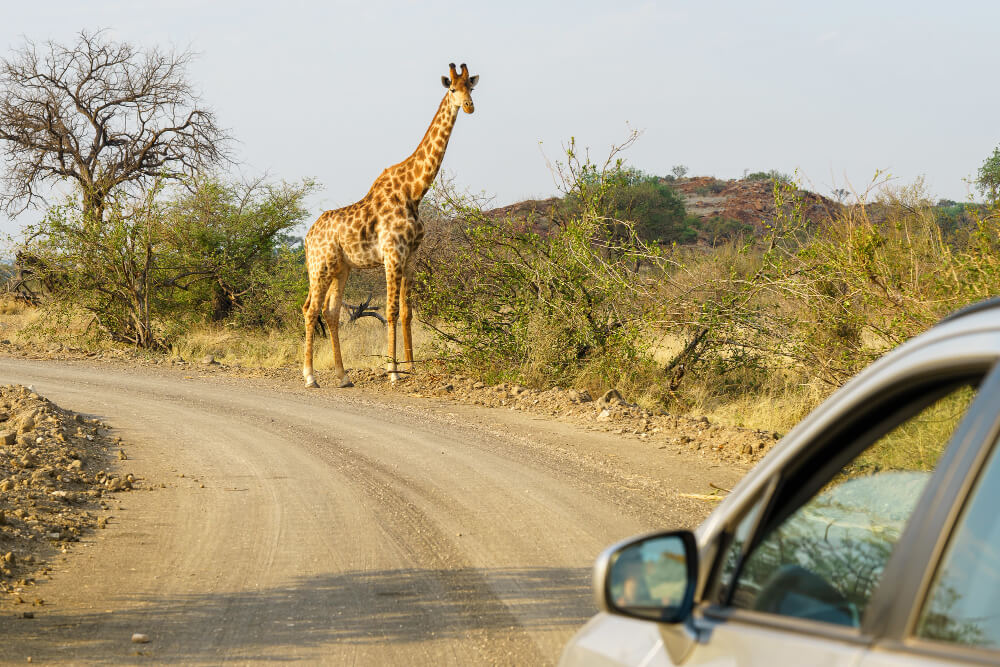 Sustainable Travel Tips
