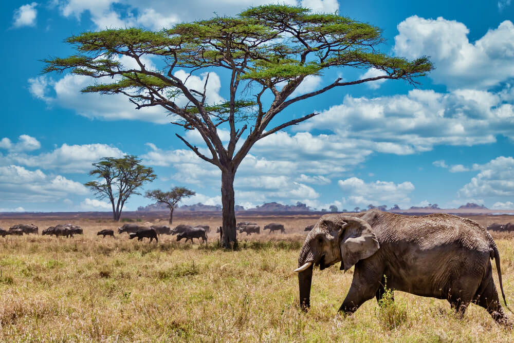 Ruaha National Park Tanzania