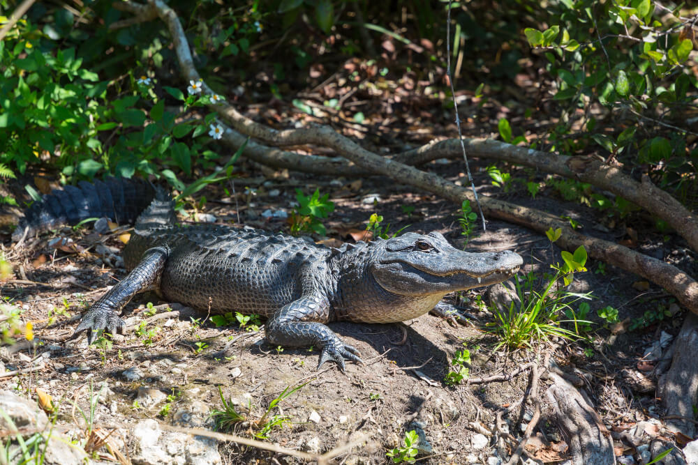 Kibale National Park