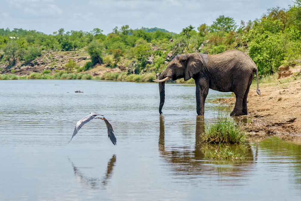 Wildlife in Volcanoes National