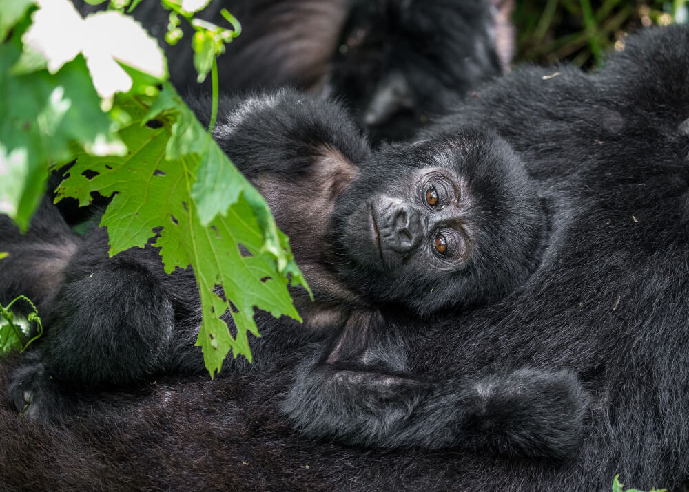 7 Days Rwanda Safaris