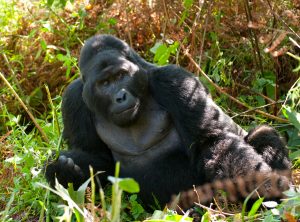 Gorilla Trekking