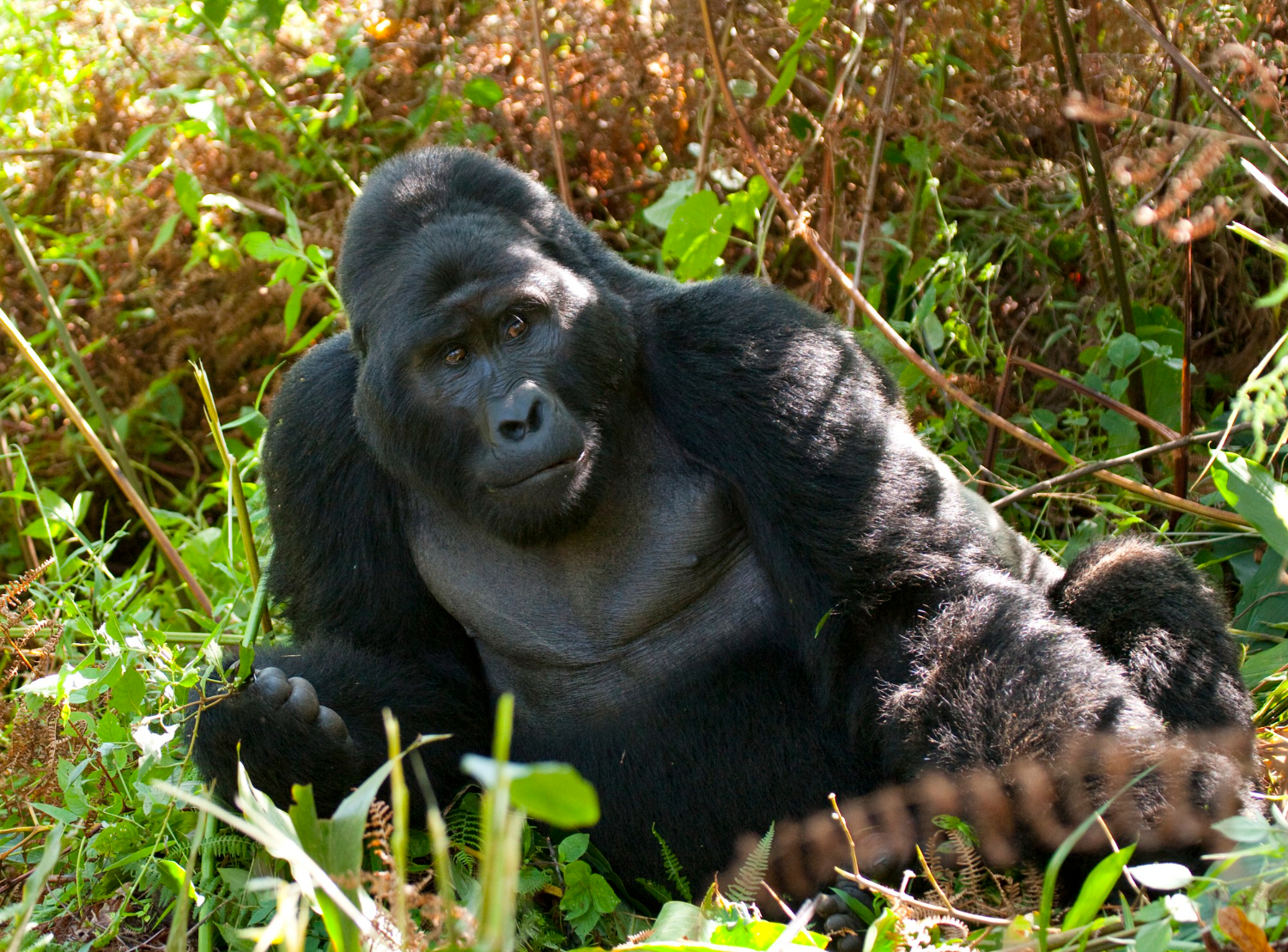 Group of trekkers observing a family of mountain gorillas during a gorilla trekking adventure in the lush African forest