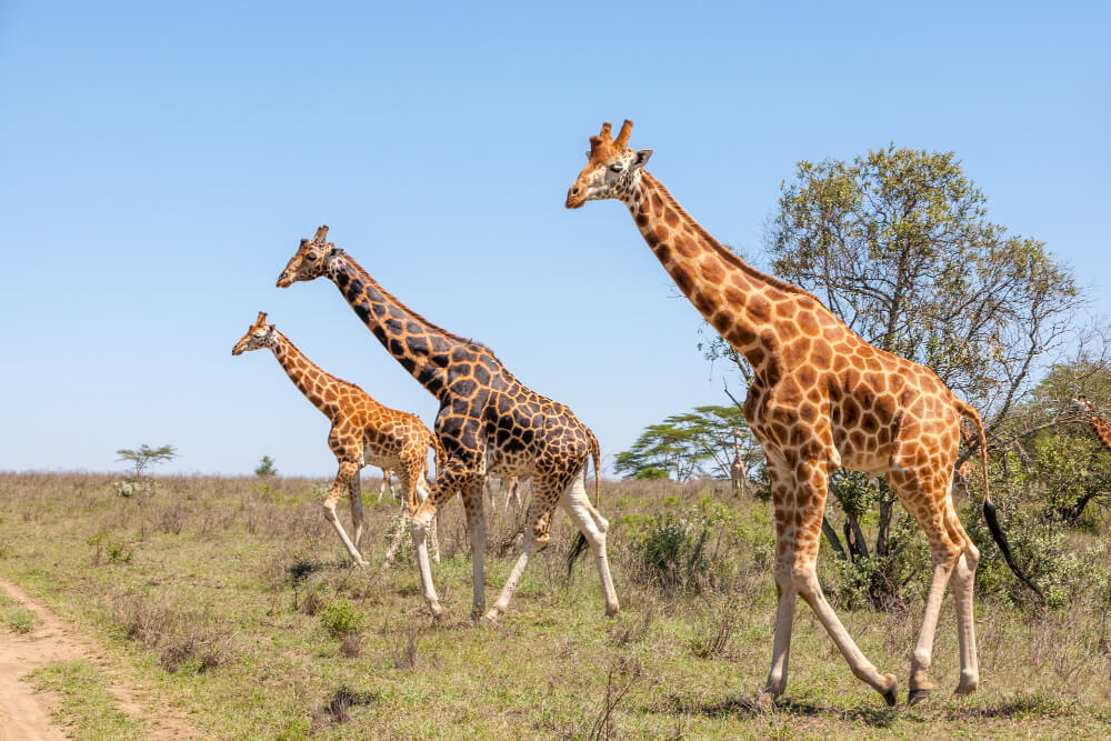 Selous Game Reserve Tanzania