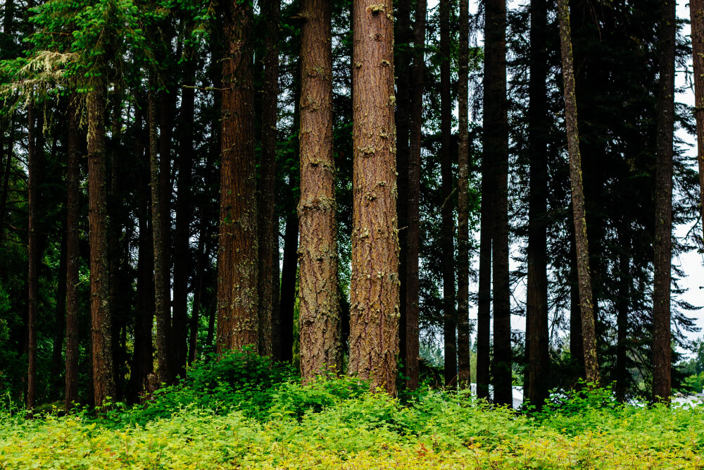 Budongo Forest National Park