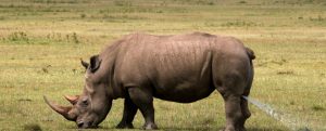 Ziwa Rhino Sanctuary: A Safe Haven for Rhinos in Uganda