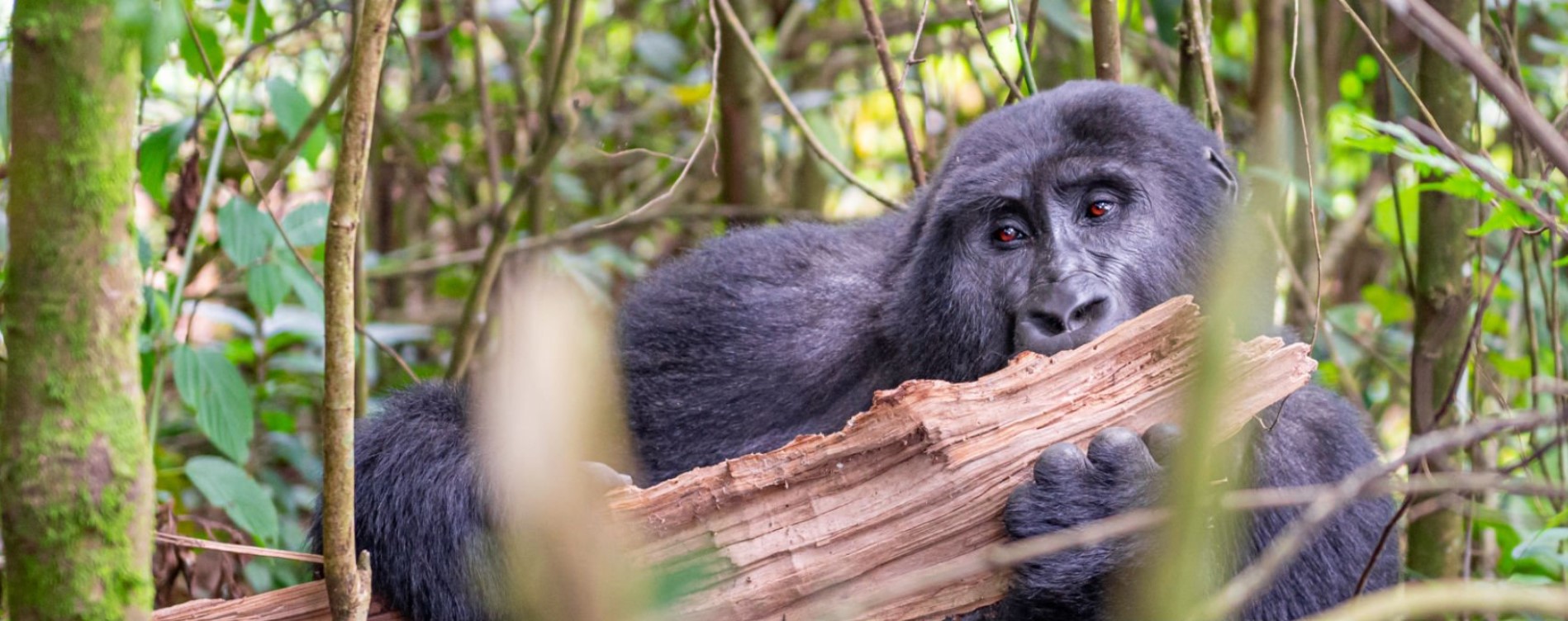 3 Days Gorilla Safaris Starting Entebbe or Kigali