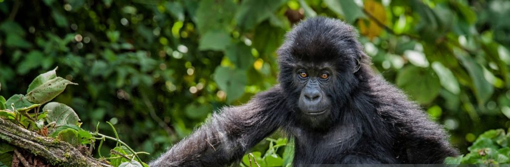 Witness lowland and mountain gorillas in their natural habitat on thrilling Congo safaris through diverse landscapes