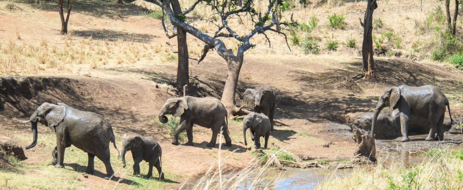 A thrilling 12-day Northern Uganda safari featuring wildlife, cultural experiences, adventure activities, and breathtaking landscapes