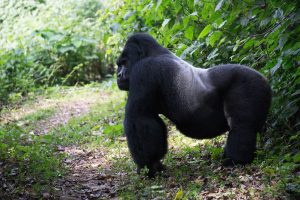 Bwindi Impenetrable National Park