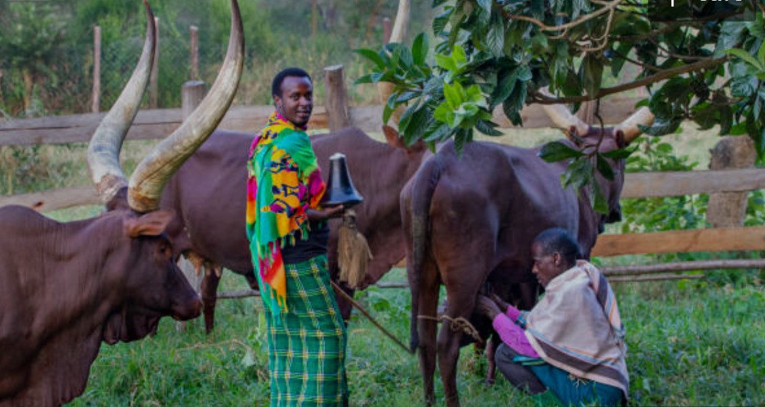 Traditional Rwandan and Ugandan cultural experiences, including vibrant dances, unique clothing, communal lifestyles, handcrafted arts, and rich culinary traditions