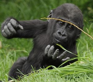 Baby Gorilla eats what exactly?