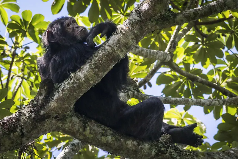 Chimpanzee high up in rainforest canopy
