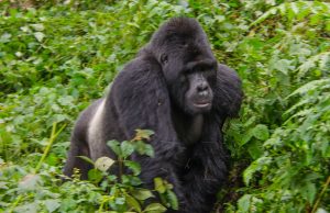 How Do You Get a Uganda Gorilla Trekking Permits?