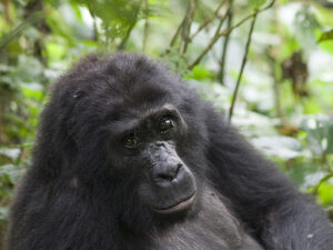 How to book Uganda Gorilla Trekking Permits 2025-2026