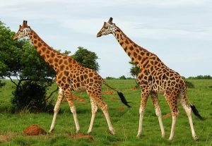 Safari activities in Murchison Falls National Park 2025