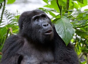 Top things to do in Bwindi Impenetrable national park