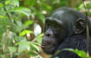 Uganda Gorilla and Chimpanzee Permit Price Increase