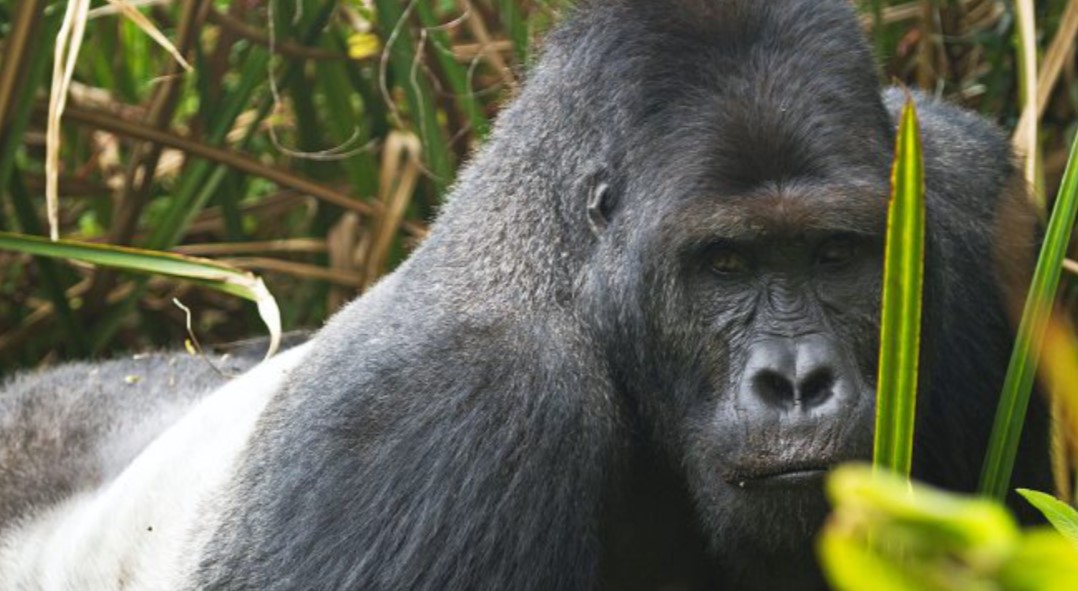 Mountain gorilla and lowland gorilla comparison highlighting habitat, appearance, behavior, and diet.