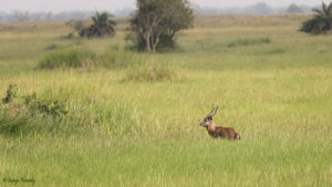Exploring the National Park of Kigosi