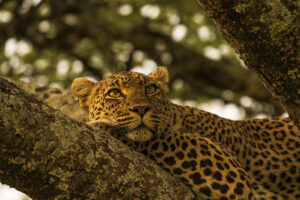 Things to do in Serengeti National Park, Tanzania