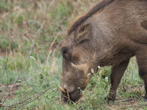 How to plan an African tour