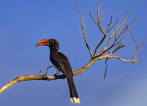 Birdwatching in Nyerere National Park, Tanzania.