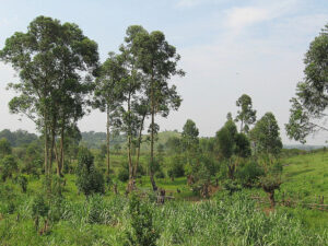 Finding Ibanda-Kyerwa National Park’s hidden treasures