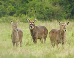 Where to Stay in Nairobi National Park?