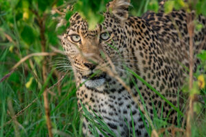 Top Attractions in Serengeti National Park