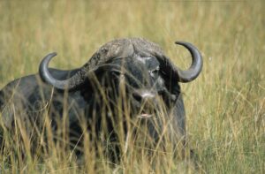Why should I spend my vacation in East Africa?