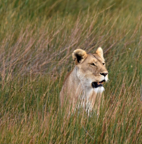 Safari in Ruaha National Park with diverse wildlife, stunning landscapes, and an untouched wilderness experience.