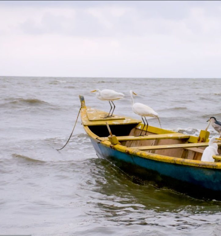 Scenic view of Lake Victoria with fishing boats and diverse bird species in the background.