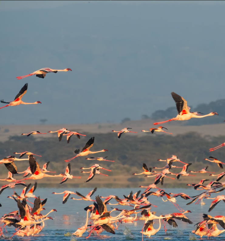 Tanzania birdwatching tour showcasing rare and exotic bird species in diverse natural habitats.