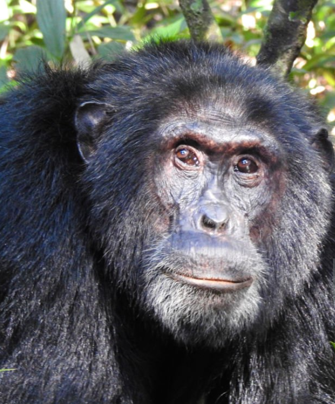 Chimpanzee trekking in Mahale Mountains, Tanzania's pristine forests and Lake Tanganyika views.