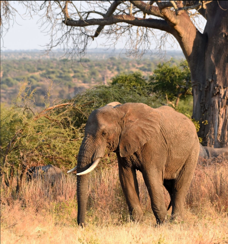 Untamed Southern Circuit Safaris: Elephants, baobabs, and wild landscapes in Tanzania’s hidden parks.