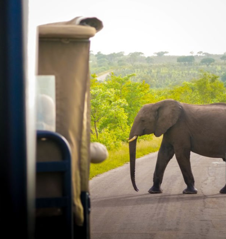 Wildlife safari in Selous Game Reserve with elephants, lions, and a scenic Rufiji River view.