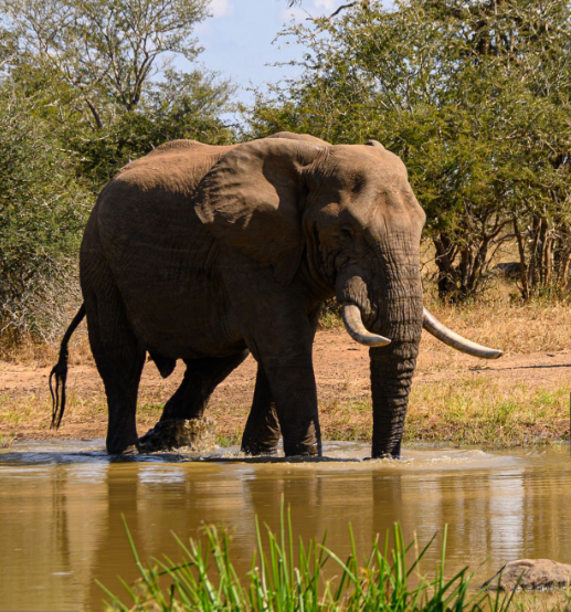 Elephants roaming freely in Tarangire National Park with a stunning safari landscape backdrop.